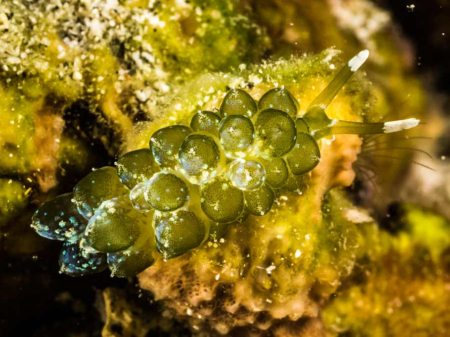 Sacoproteus smaragdinus